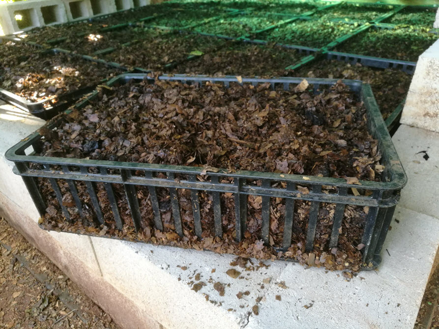 Worm bedding & food